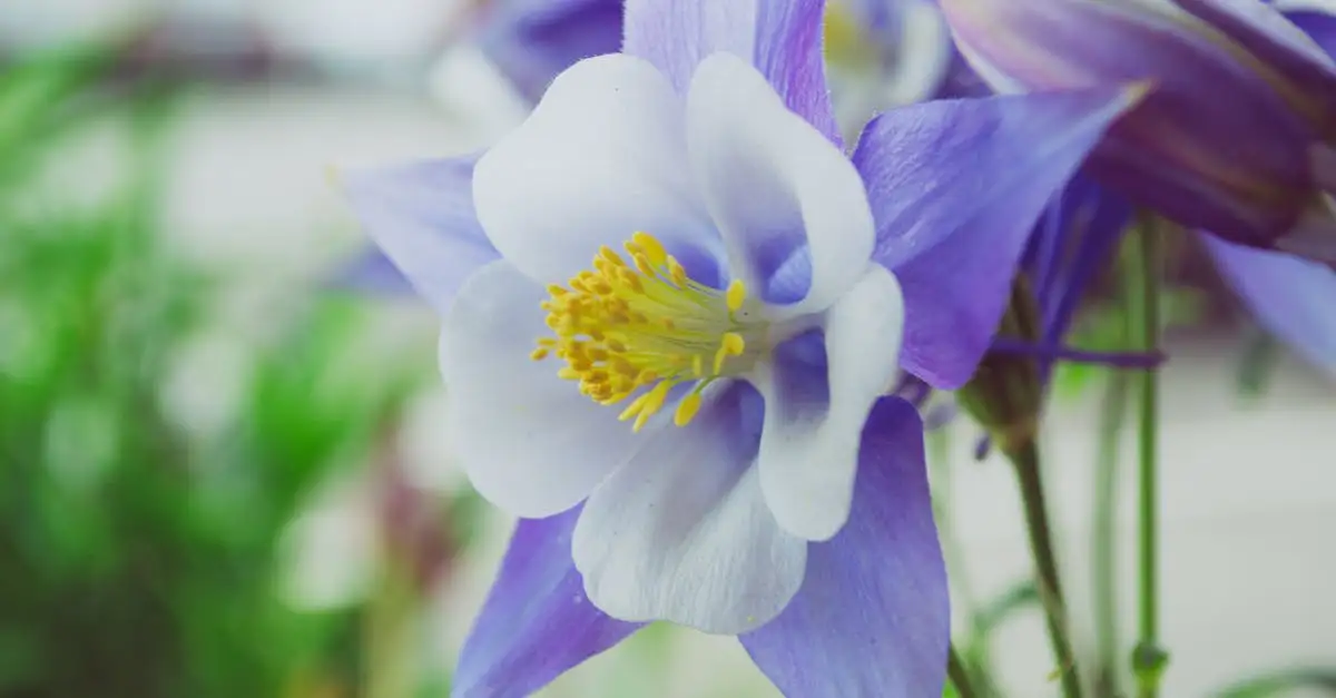 Akelei tuinplant kopen | Prachtige bloemen voor uw tuin