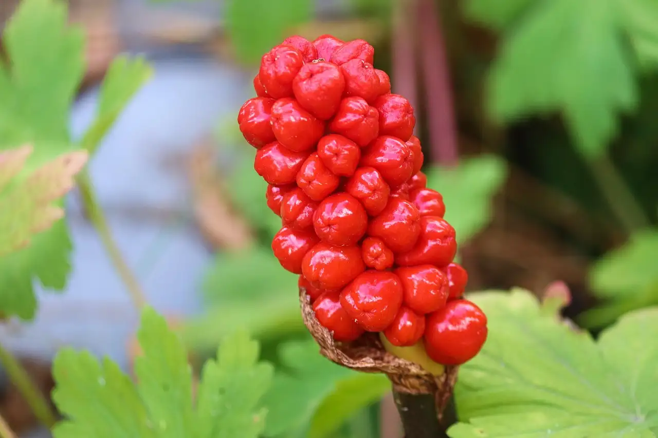 Aronskelk tuinplant