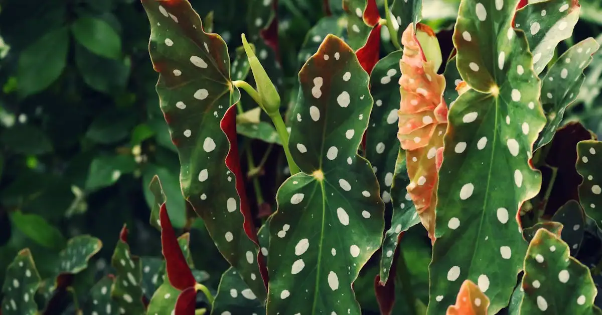 Begonia tuinplant