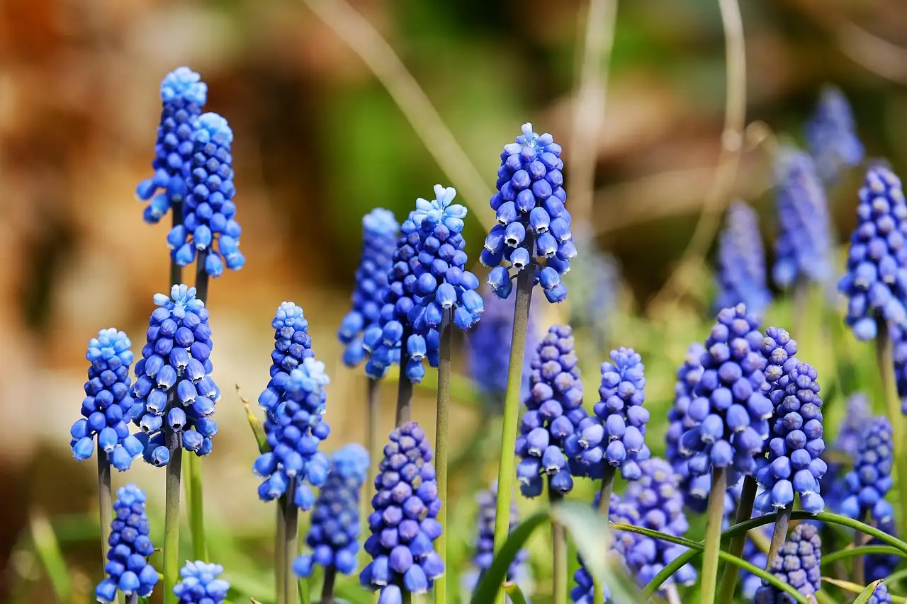 Tuinplant blauwe bloemen