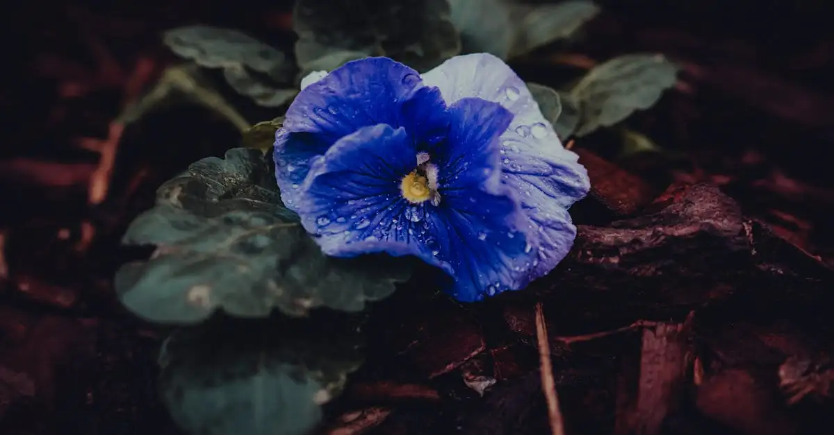 Tuinplant met blauwe bloemetjes