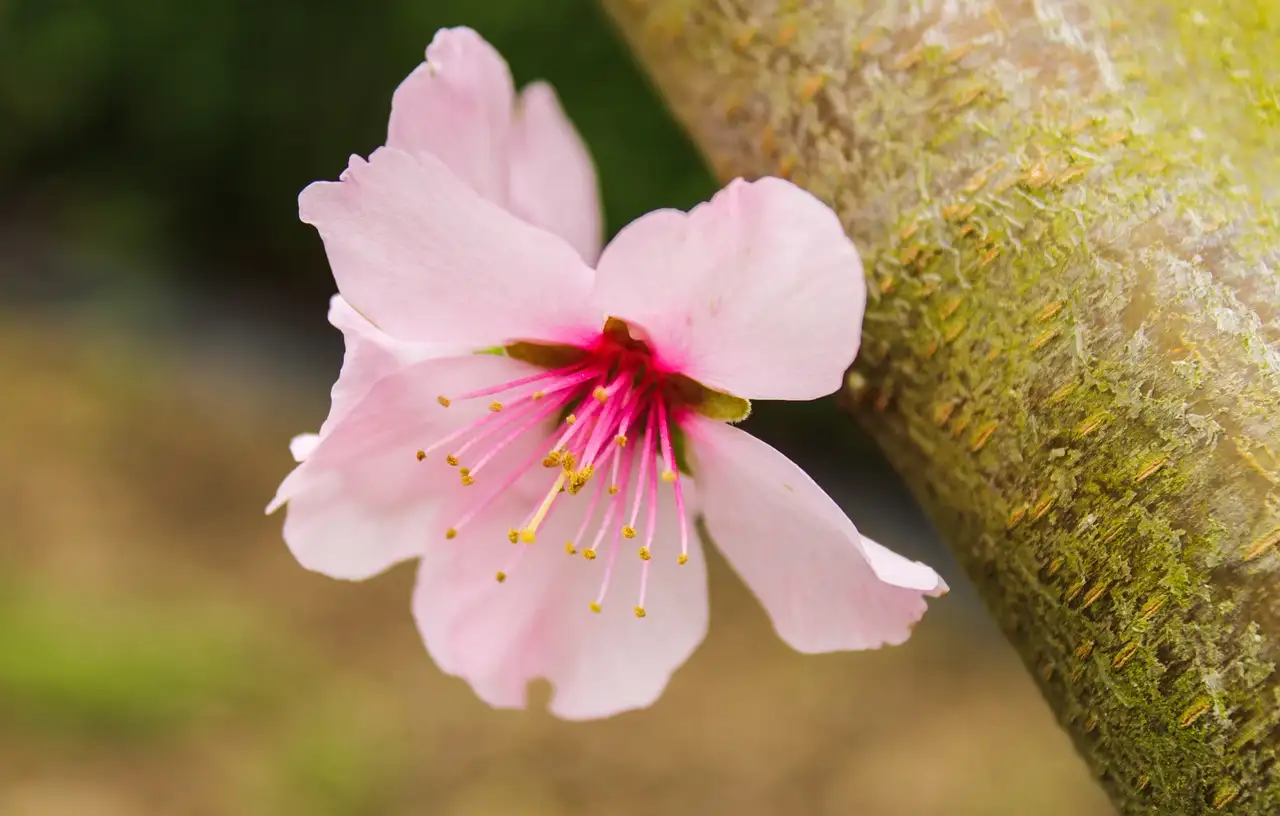 Bloeiende tuinplant op stam