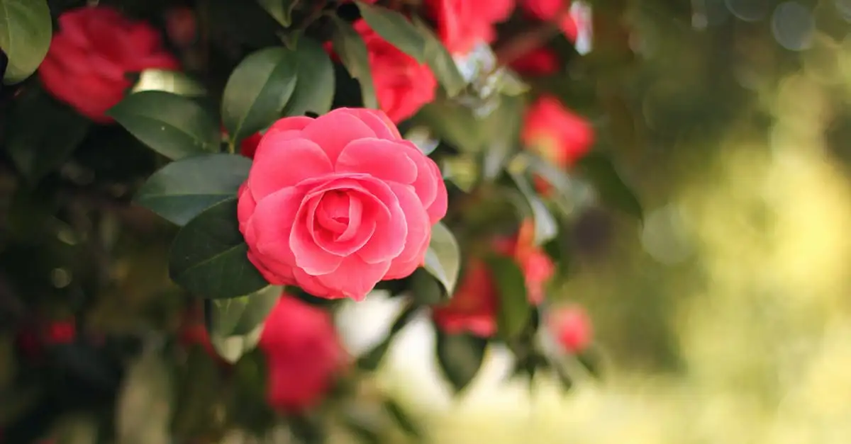 Tuinplant camelia