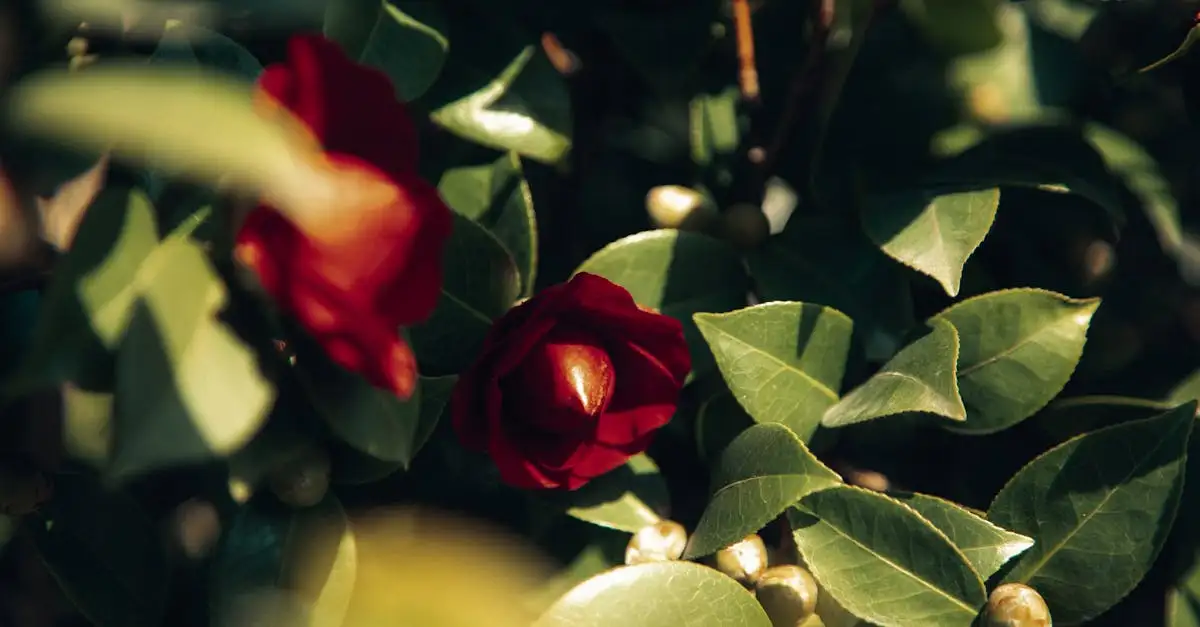 Camelia tuinplant