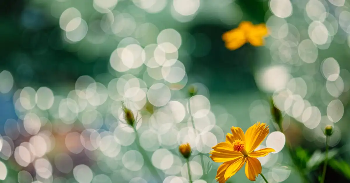 Cosmea tuinplant kopen: kleuren en verzorgingstips