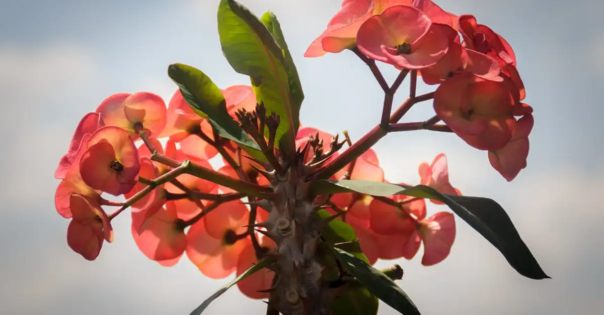 Euphorbia tuinplant