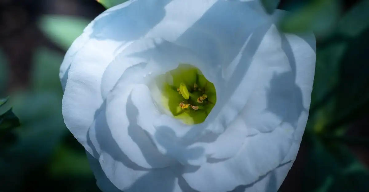Eustoma tuinplant kopen | Prachtige bloemen voor uw tuin