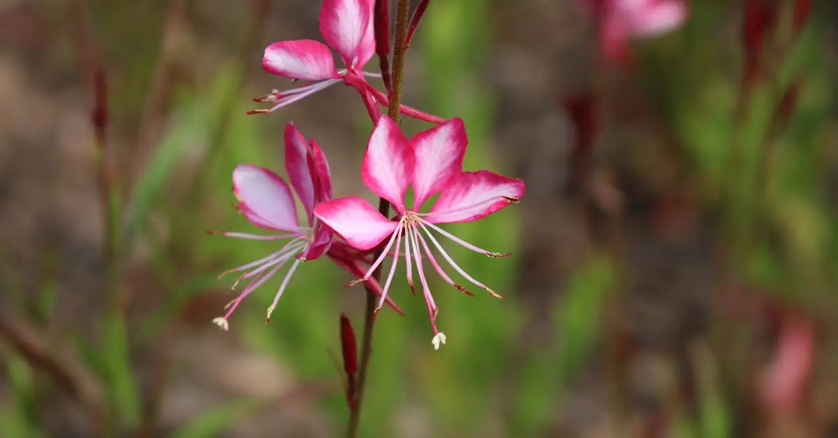 Gaura tuinplant kopen | Prachtige bloeier voor uw tuin