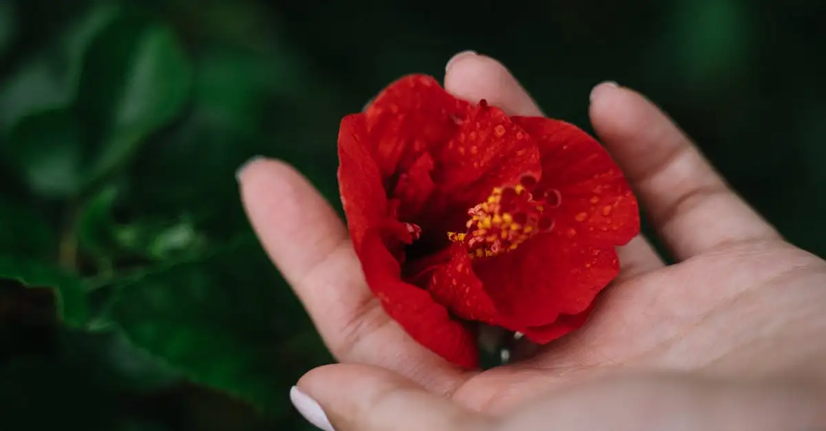 Gebroken hartje tuinplant kopen en verzorgen
