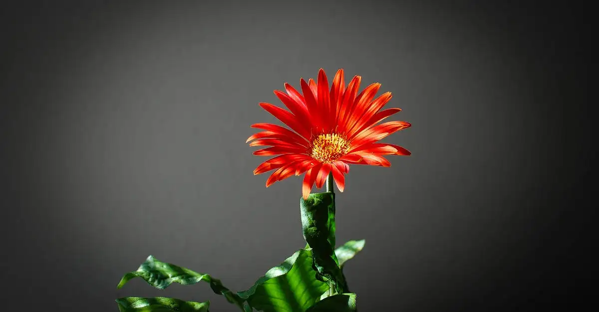 Gerbera tuinplant
