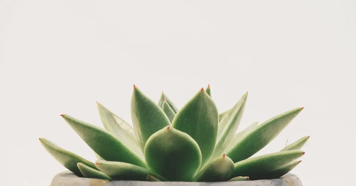 Tuinplant voor in hoge pot