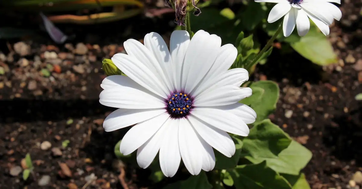 Groene tuinplant met witte bloemen