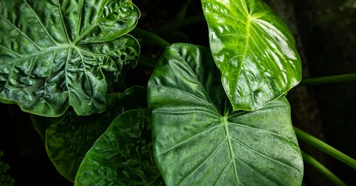 Tuinplant met grote bladeren