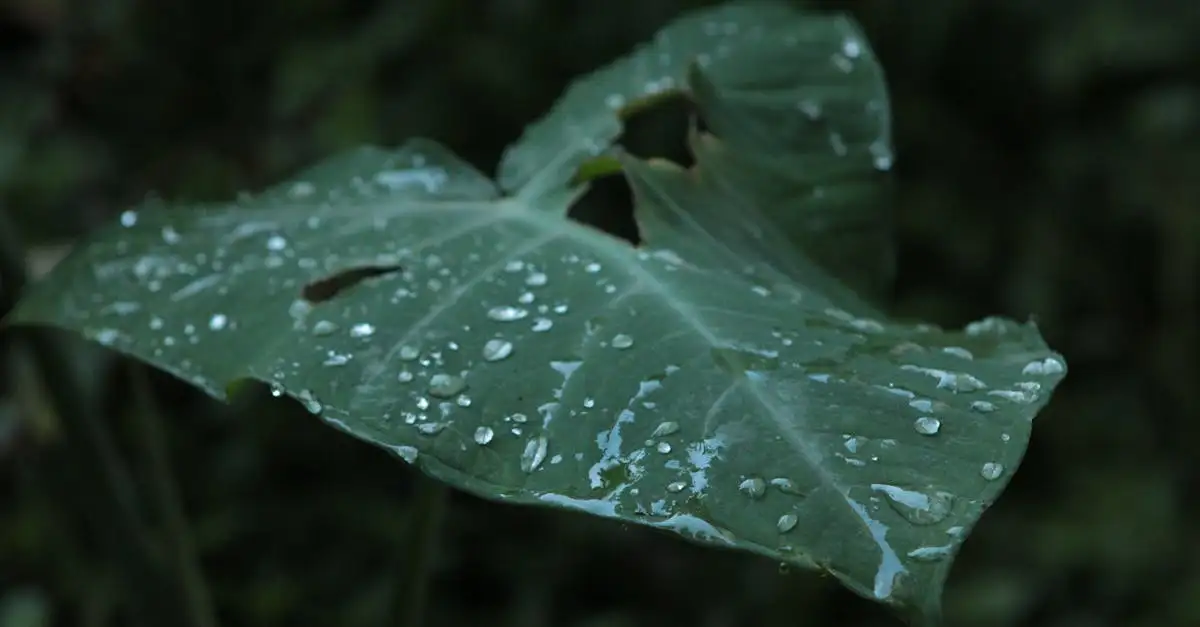 Tuinplant grote groene bladeren