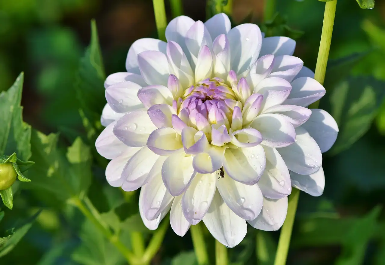 Hemelsleutel tuinplant: Prachtige bloemen voor uw tuin