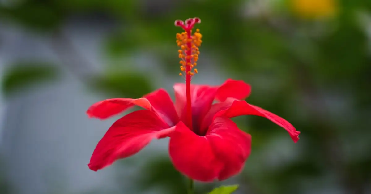 Hibiscus tuinplant