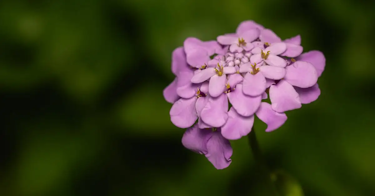 Iberis tuinplant kopen | Sterk en onderhoudsarm voor uw tuin