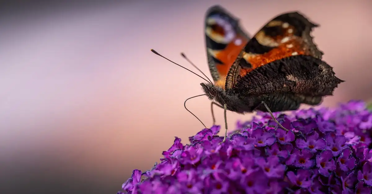 Leeuwenbek tuinplant kopen | Prachtige bloemen voor uw tuin