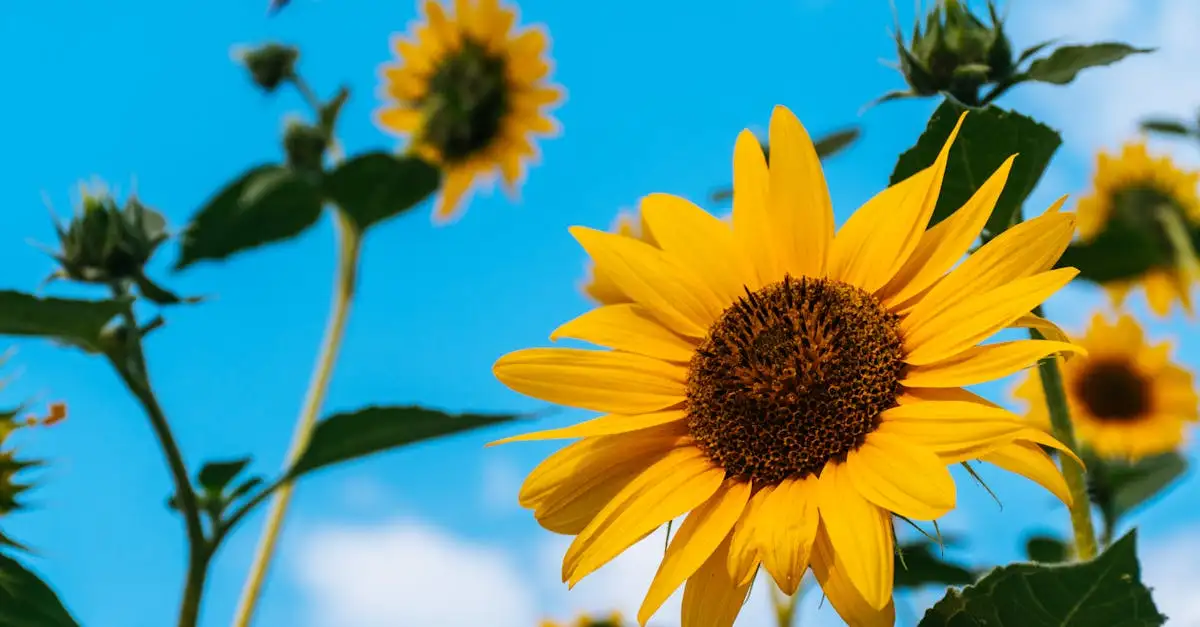 Leuke tuinplanten voor een kleurrijke en levendige tuin