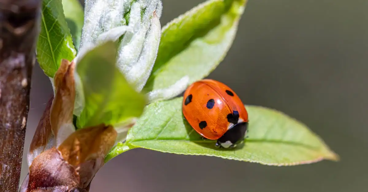 Lieveheersbeestje tuindecoratie kopen voor een vrolijke tuin
