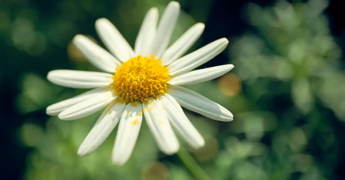 Tuinplant margriet