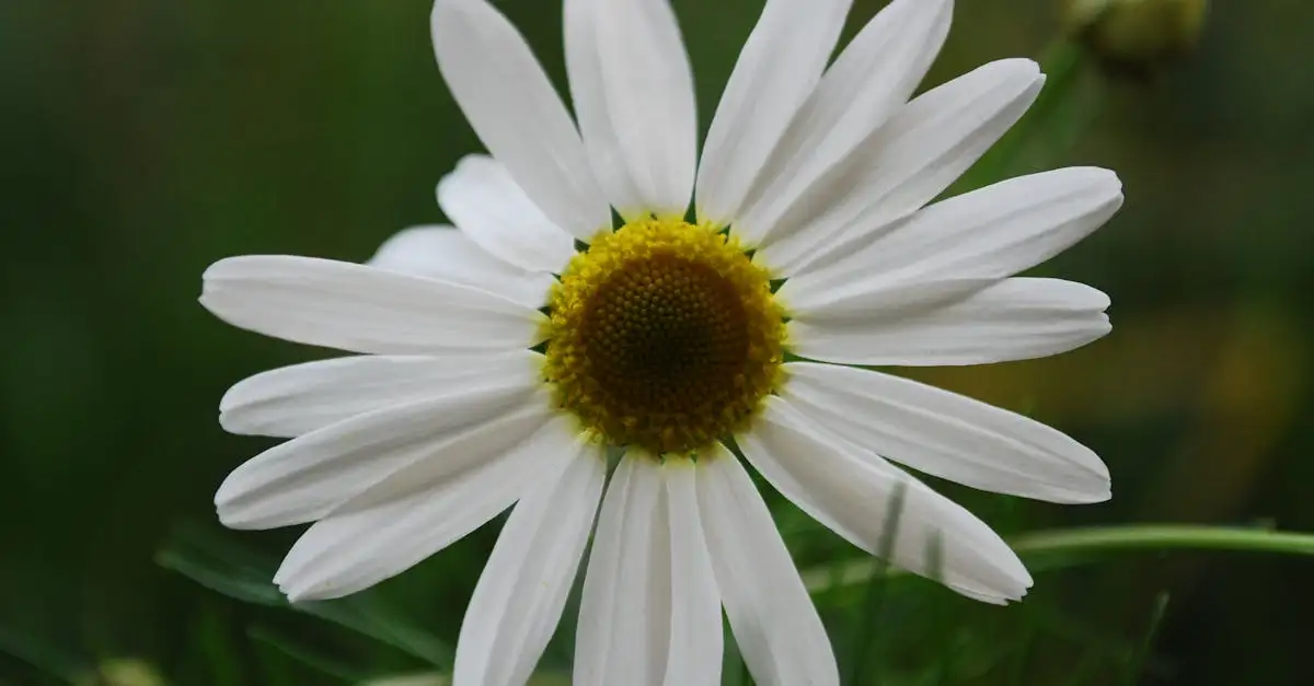Tuinplant margriet verzorging