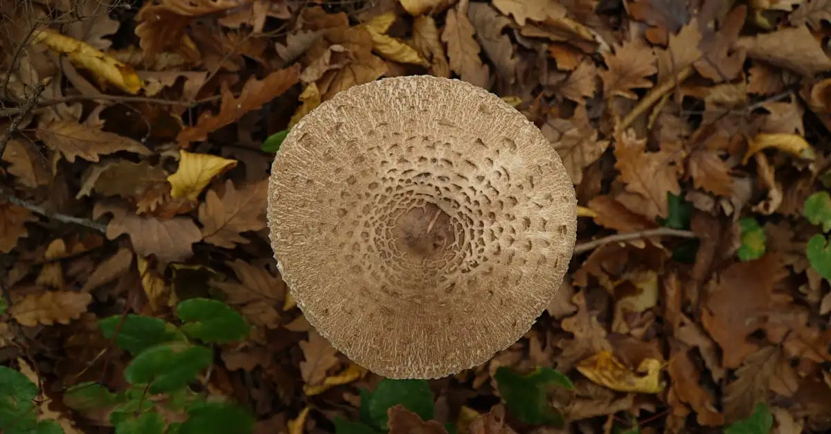 Natuurlijke kleuren en organische vormen domineren de tuinmeubeltrends voor 2025