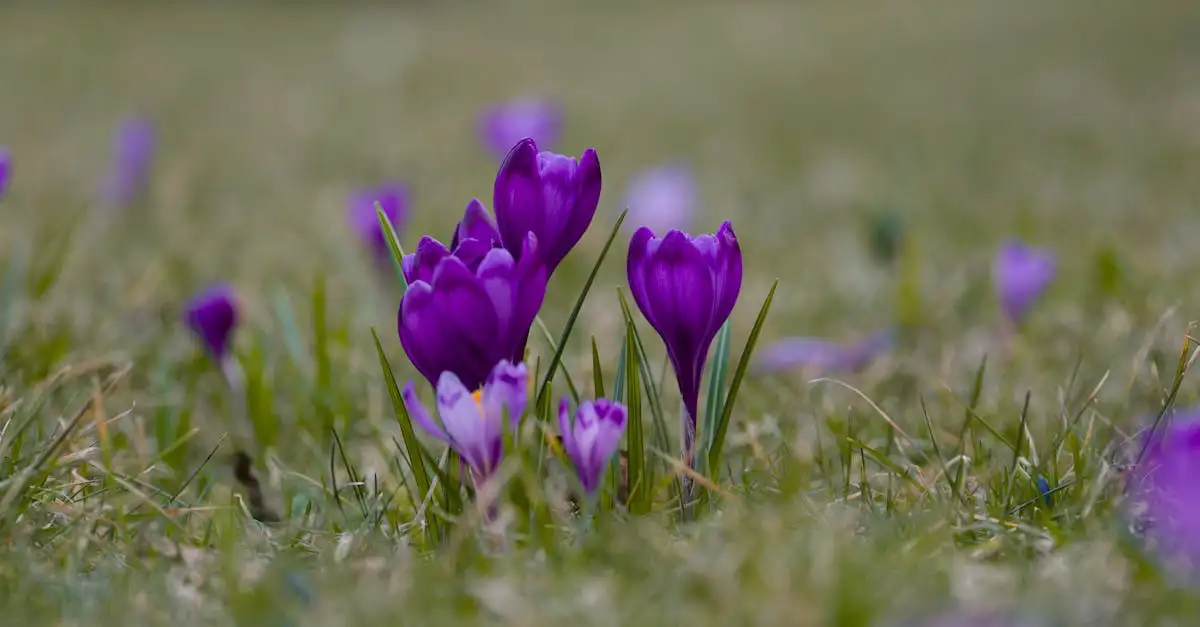 Tuinplant paarse bloemen