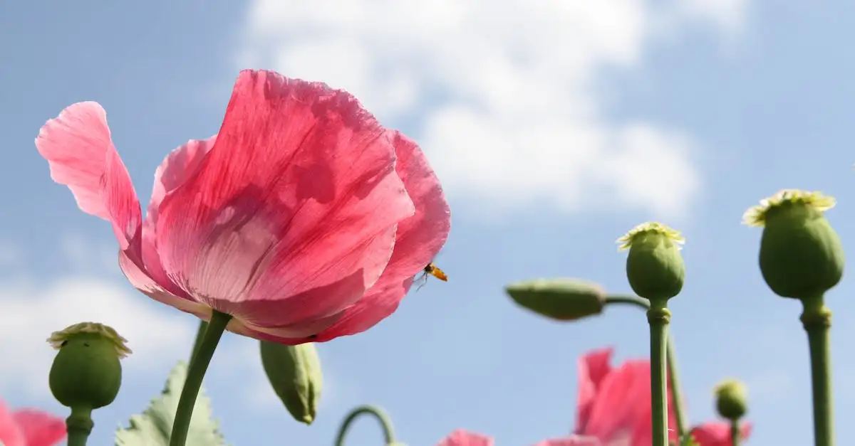 Papaver tuinplant