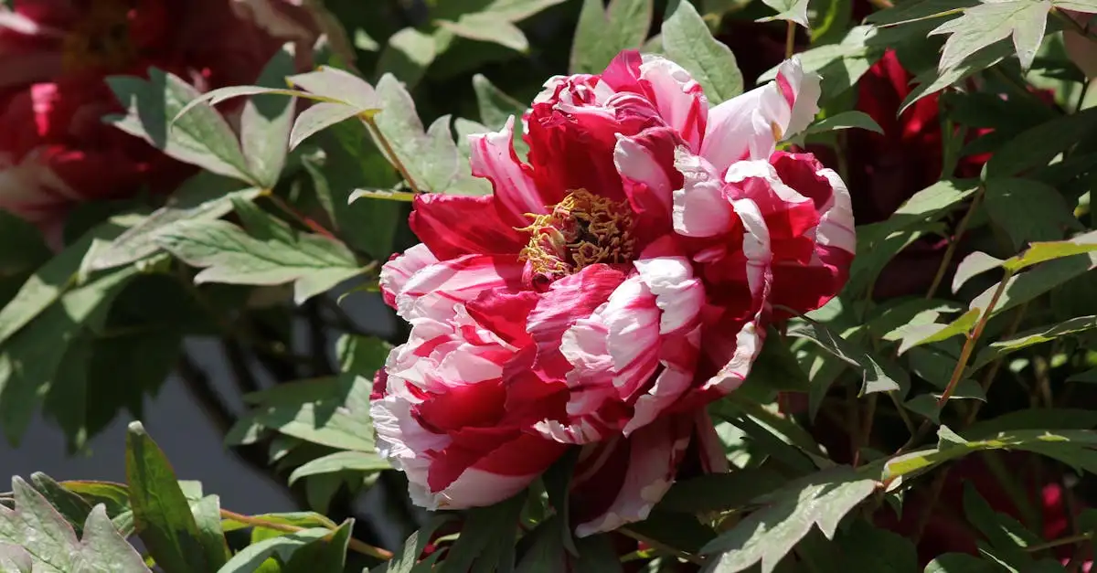 Pioenroos tuinplant