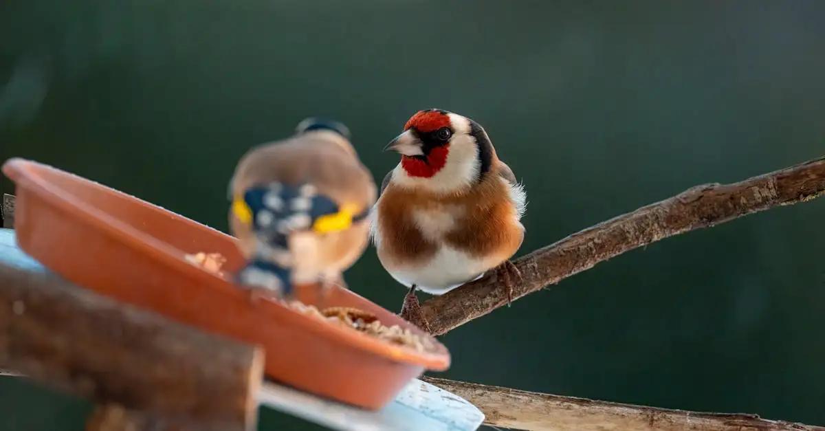Pluimen tuinplant: Kies de mooiste soorten voor uw tuin