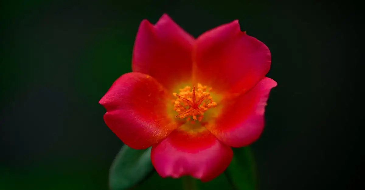 Tuinplant portulaca