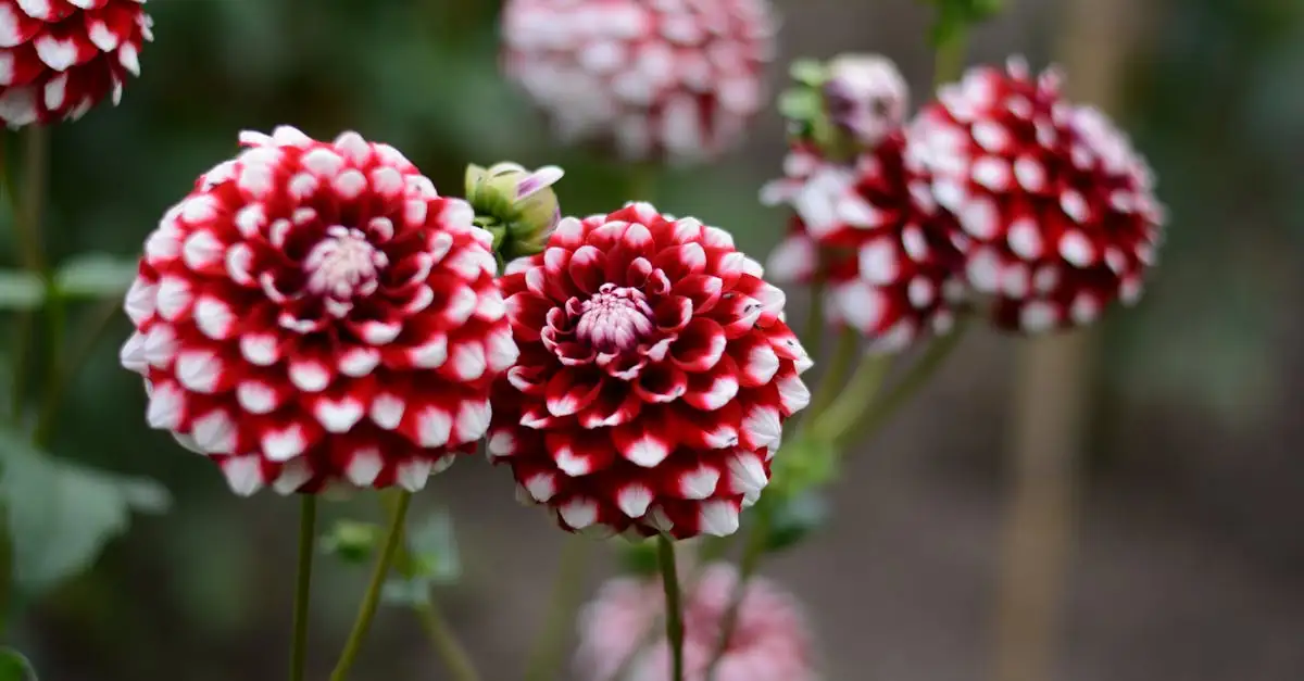 Tuinplant rood bloeiend