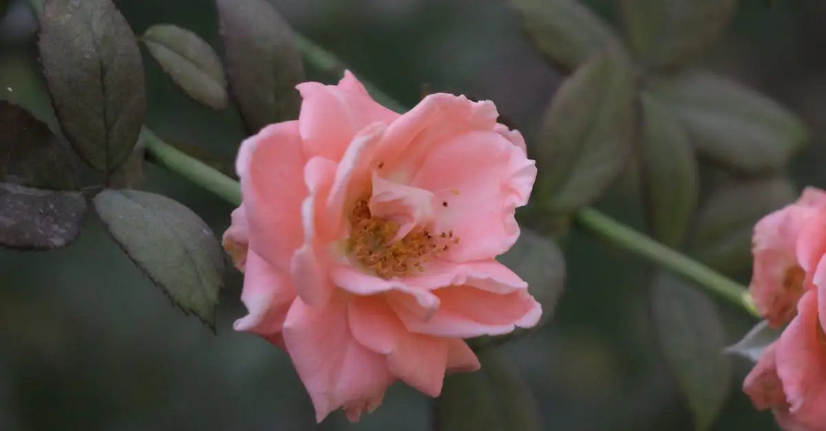 Tuinplant roze