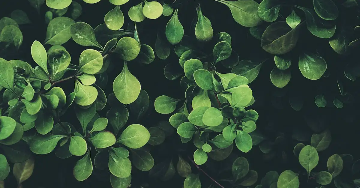 Smeerwortel tuinplant: gezonde plant voor uw tuin