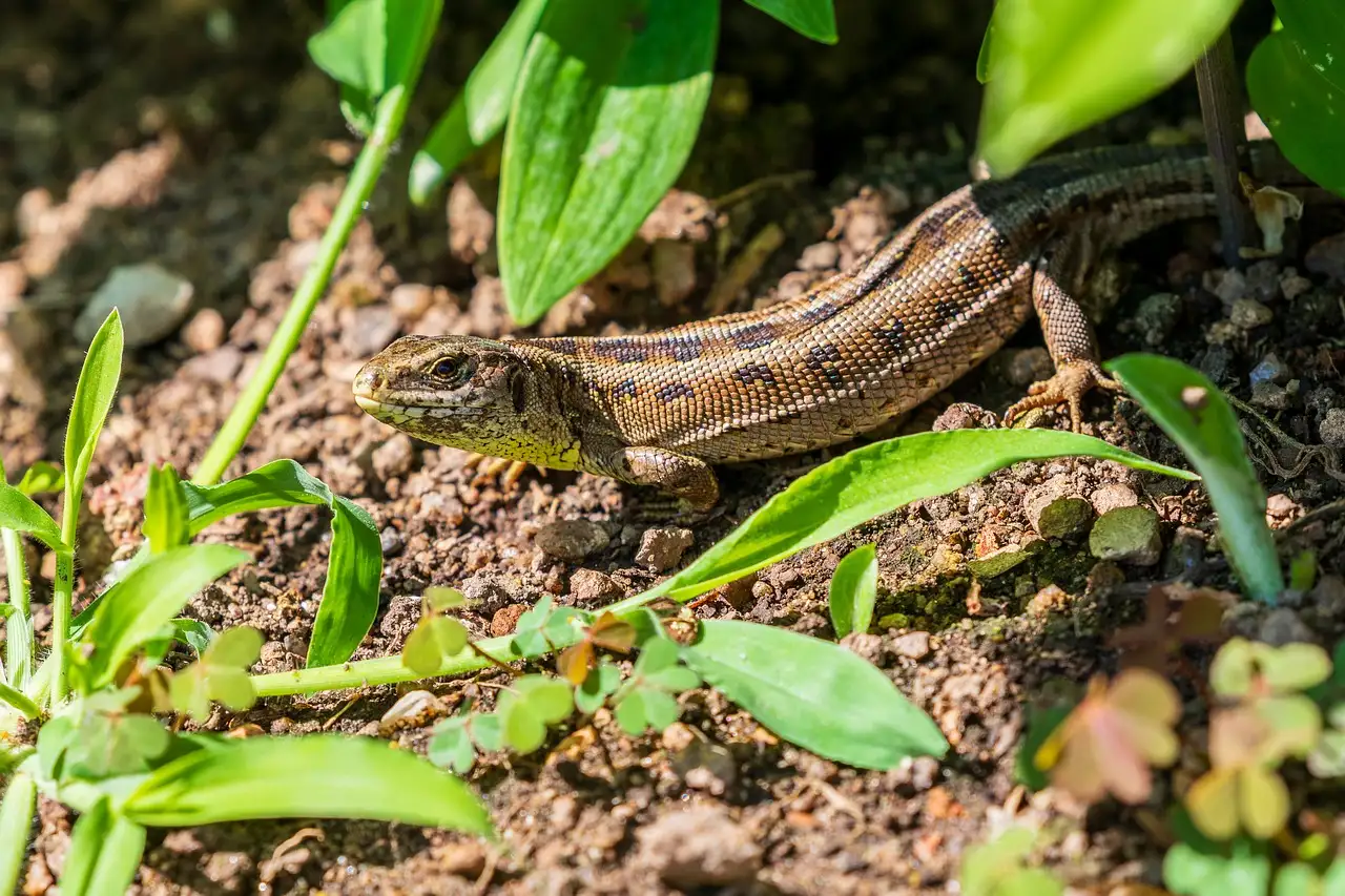 Tuincentra spuiten minder gifstoffen op tuinplanten
