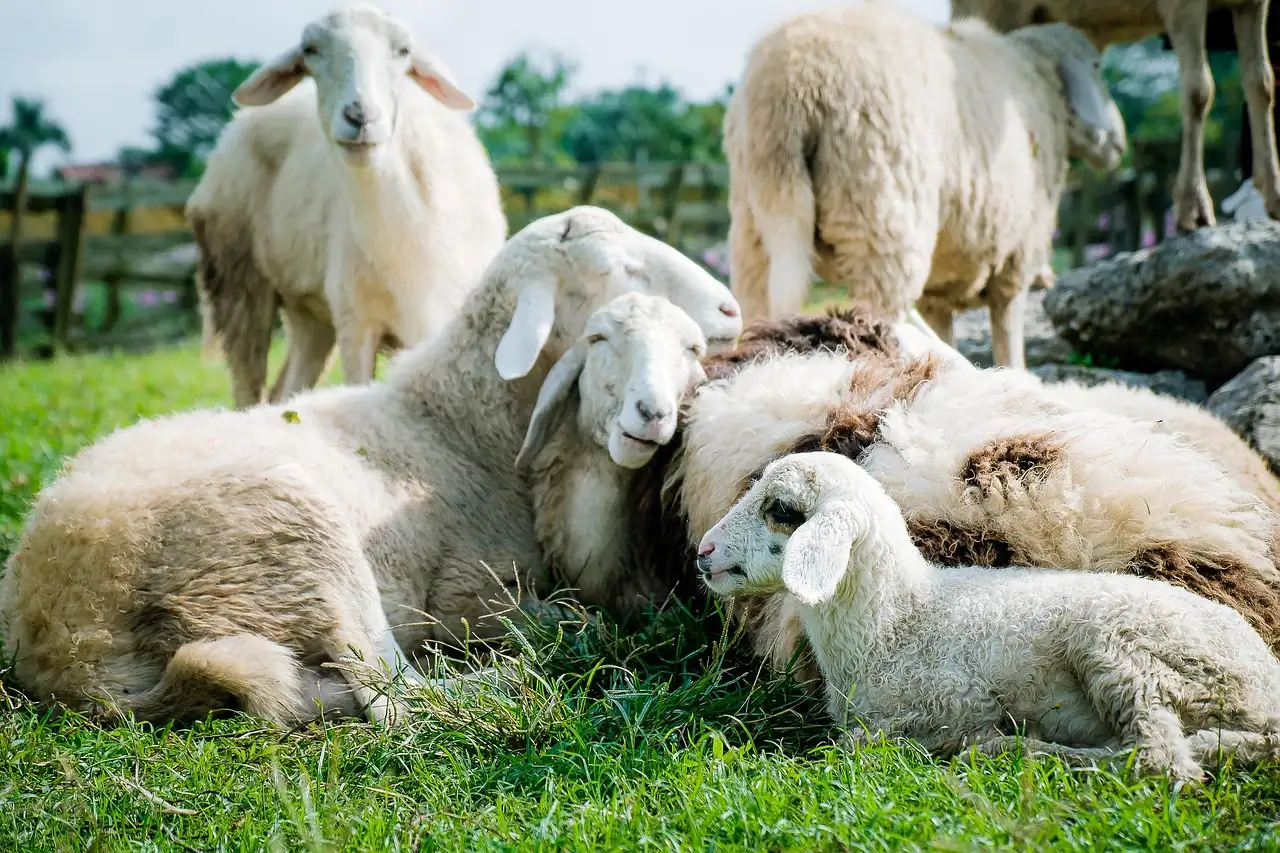 Tuindecoratie schaap kopen | Stijlvolle beelden voor buiten