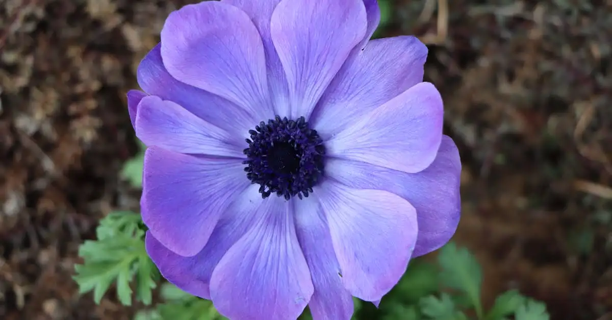 Tuinplant anemoon kopen | Prachtige bloemen voor uw tuin