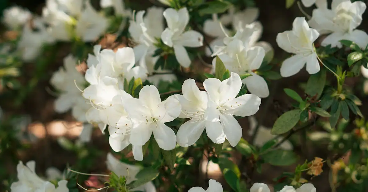 Ontdek de mooiste tuinplant azalea voor uw tuin