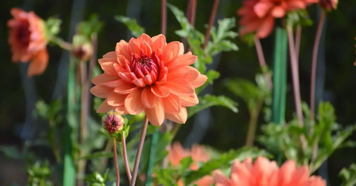 Vind hier de perfecte tuinplant voor een 40-jarig jubileum