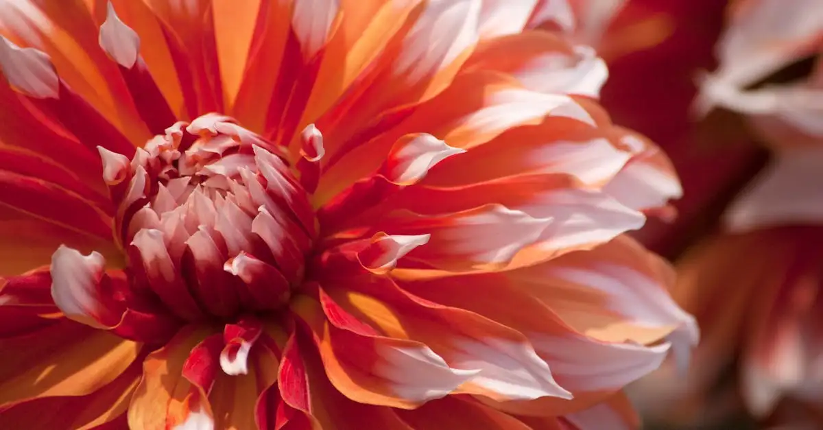 Tuinplant Bruidssluier kopen | Soorten en verzorging