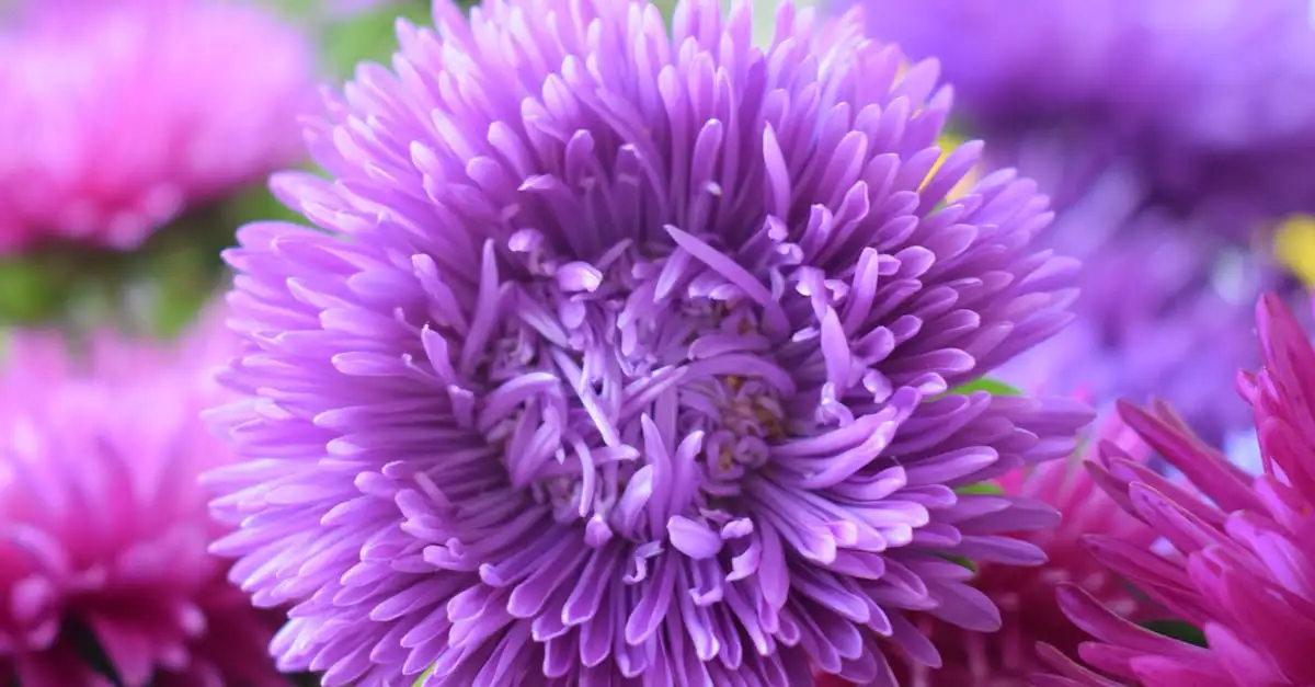 Tuinplant centrum Uddel: Kwaliteitsplanten voor uw tuin
