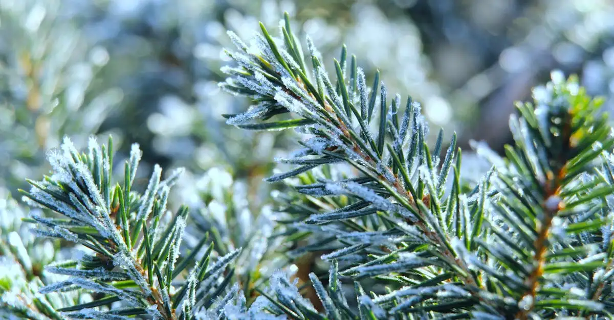 Tuinplanten in december: wat kunt u nog planten?