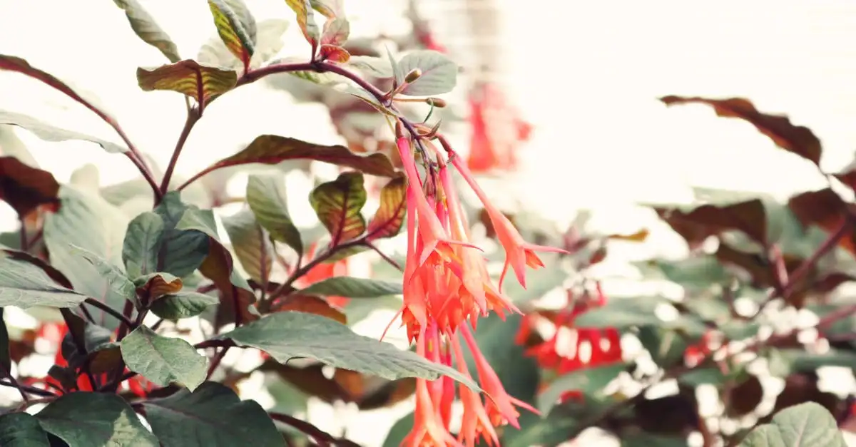 Tuinplant fuchsia kopen | Mooie soorten voor uw tuin