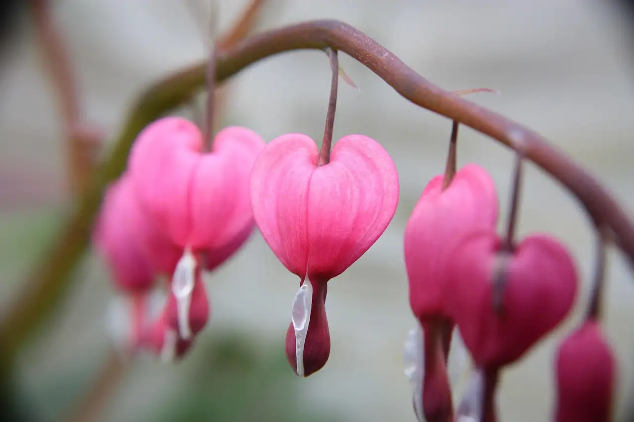 Tuinplant gebroken hartje kopen | Verzorging en soorten