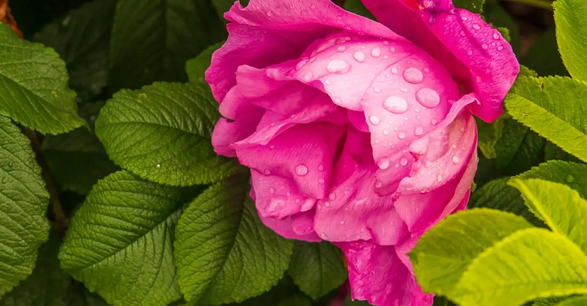 Gelderse Roos Tuinplant Kopen | Informatie & Verzorging