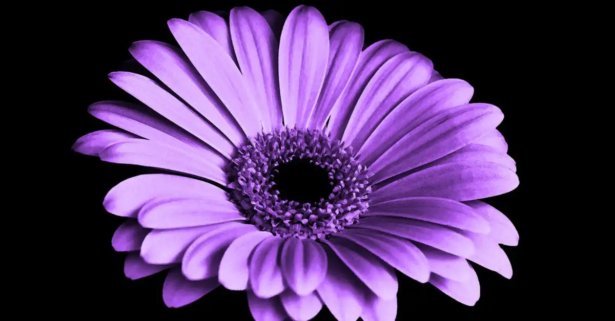 Tuinplant Gerbera kopen | Kleurrijke bloemen voor uw tuin