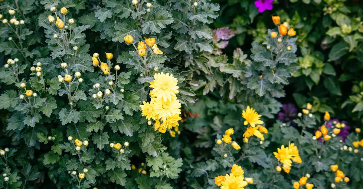Herfsttuin tips: kleurrijke tuinplanten voor de herfst