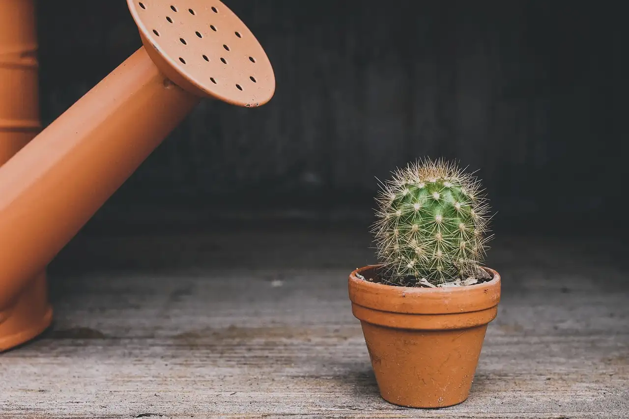 Grote tuinplanten in pot voor een stijlvolle tuin
