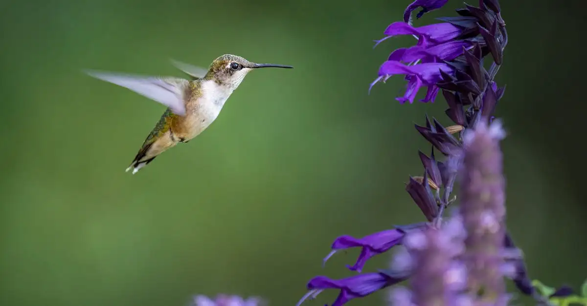 Tuinplanten voor kleigrond: Kies de juiste soorten